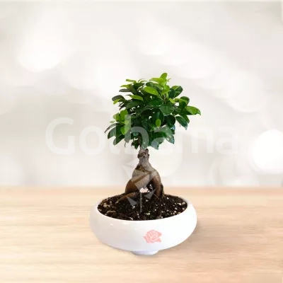 بونسای جنسینگ کوچک