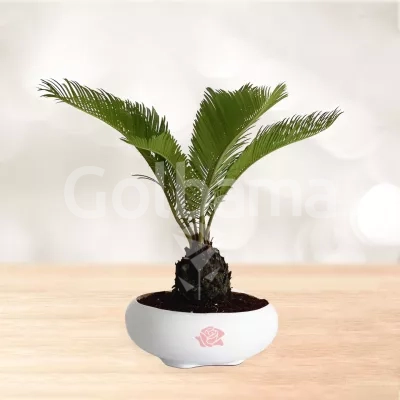 بونسای سیکاس