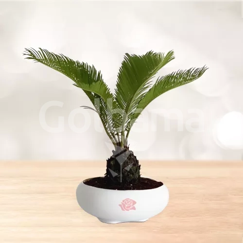 بونسای سیکاس