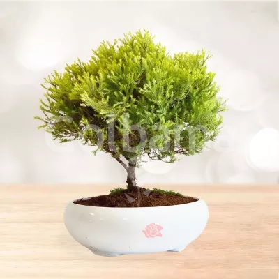 بونسای کاج ژانویه