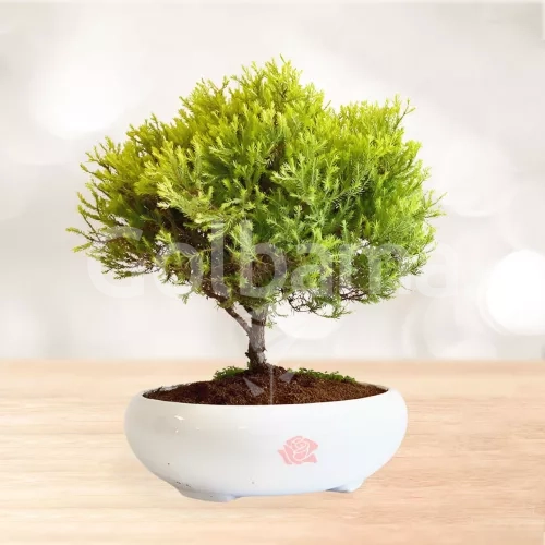 بونسای کاج ژانویه