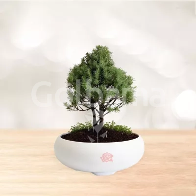 بونسای کاج کونیکا