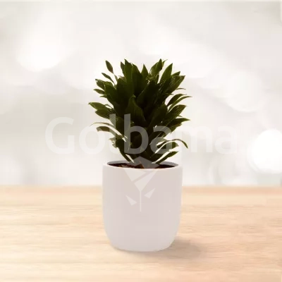 دراسینا کامپکت آناناسی