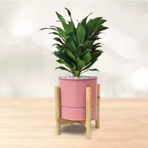 درسینا کامپکت گلدان فلزی