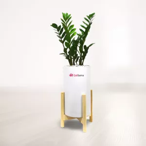 زاموفیلیا با گلدان پلیمری پایه جوبی