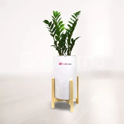 زاموفیلیا با گلدان پلیمری پایه جوبی