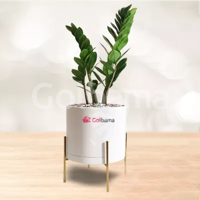 زاموفیلیا با گلدان پلیمری پایه فلزی