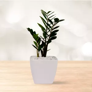 زاموفیلیا متوسط