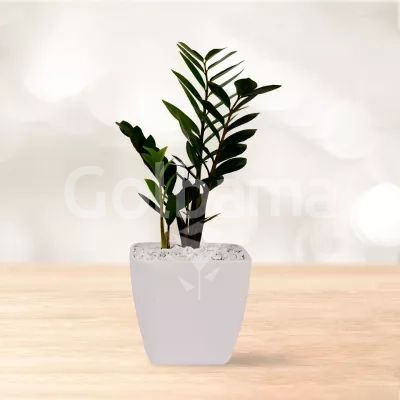 زاموفیلیا متوسط