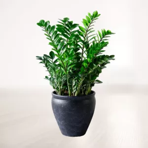 زاموفیلیا غول پیکر با گلدان سفالی