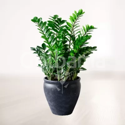 زاموفیلیا غول پیکر با گلدان سفالی