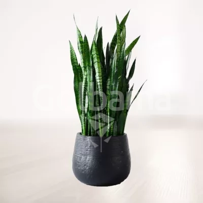 سانسوریا سبز غول پیکر با گلدان سفالی