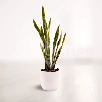 سانسوریا شمشیری ابلق