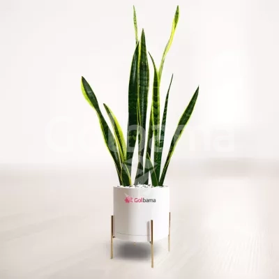 سانسوریا شمشیری ابلق با گلدان پایه دار