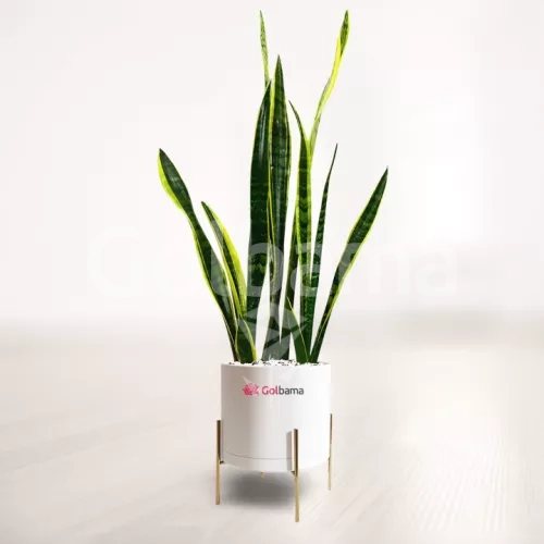 سانسوریا شمشیری ابلق با گلدان پایه دار