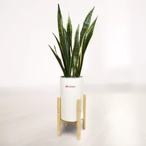 سانسوریا شمشیری ابلق با گلدان پلیمری پایه دار