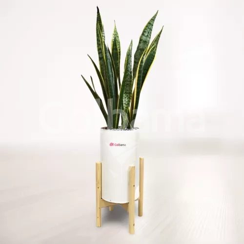 سانسوریا شمشیری ابلق با گلدان پلیمری پایه دار