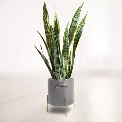 سانسوریا شمشیری ابلق با گلدان پلیمری پایه فلزی