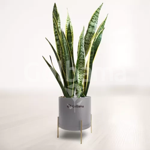 سانسوریا شمشیری ابلق با گلدان پلیمری پایه فلزی