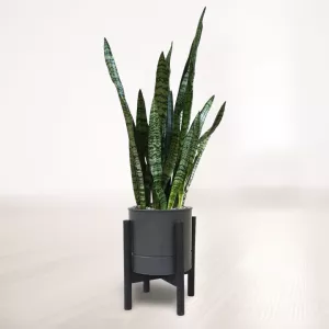 سانسوریا شمشیری سبز با گلدان فلزی پایه دار