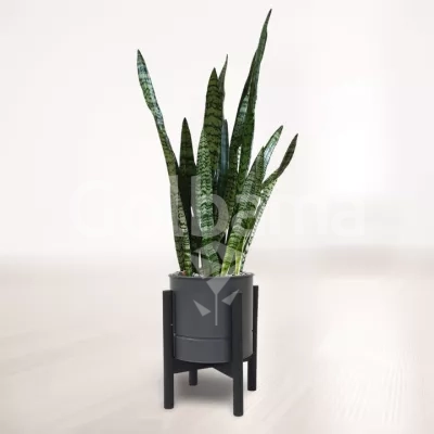 سانسوریا شمشیری سبز با گلدان فلزی پایه دار