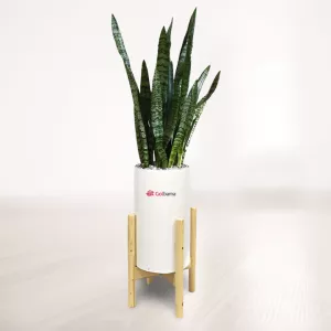 سانسوریا شمشیری سبز با گلدان پلیمری پایه دار