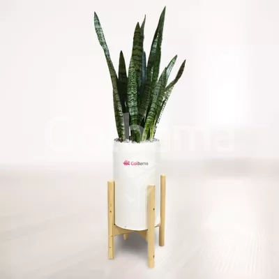 سانسوریا شمشیری سبز با گلدان پلیمری پایه دار