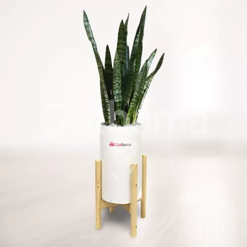 سانسوریا شمشیری سبز با گلدان پلیمری پایه دار