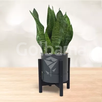 سانسوریا کراواتی سبز با گلدان پایه دار