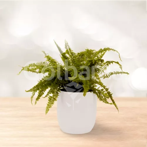 سرخس برگ شمشیری