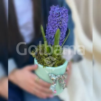 سنبل سایز کوچک با گلدان سرامیکی