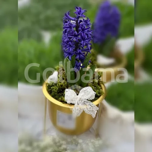 سنبل با گلدان طلایی