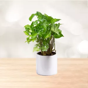 سینگونیوم سایز متوسط با گلدان سرامیکی