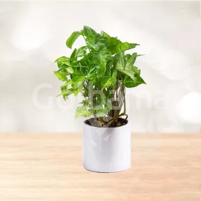 سینگونیوم سایز متوسط با گلدان سرامیکی