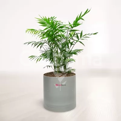 شامادورا با گلدان پلیمری