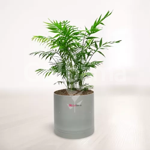 شامادورا با گلدان پلیمری