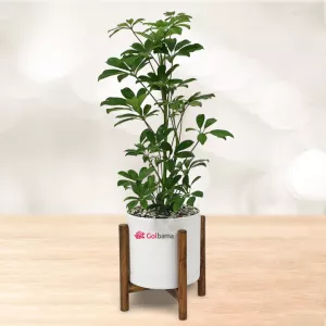 شفلرا با گلدان پلیمری پایه دار