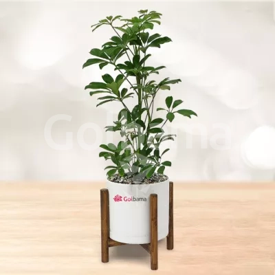 شفلرا با گلدان پلیمری پایه دار