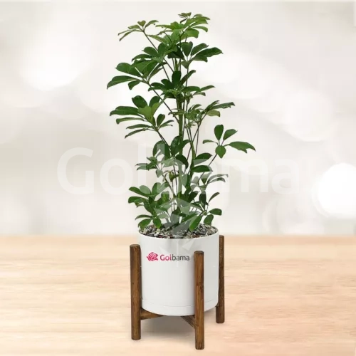 شفلرا با گلدان پلیمری پایه دار