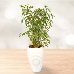 فیکوس بنجامین ابلق