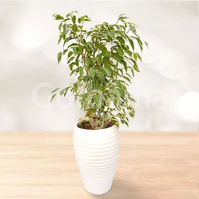 فیکوس بنجامین ابلق