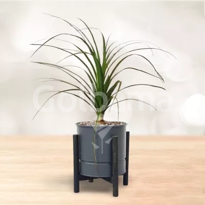 لیندا با گلدان فلزی پایه دار