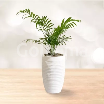 نخل شامادورا