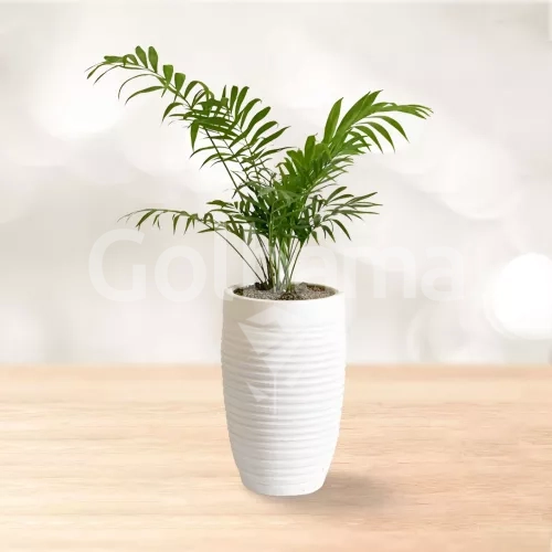 نخل شامادورا