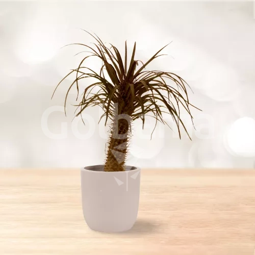 نخل ماداگاسکار