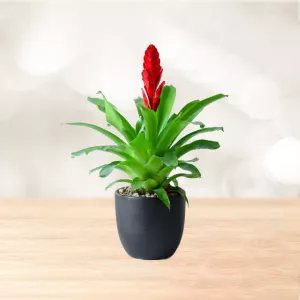 وریزیا بروملیاد قرمز با گلدان سرامیکی