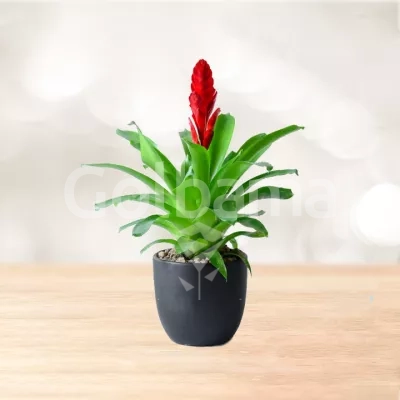 وریزیا بروملیاد قرمز با گلدان سرامیکی