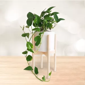 پتوس با گلدان پلیمری پایه دار