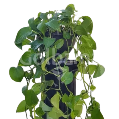 پتوس پیچک بلند