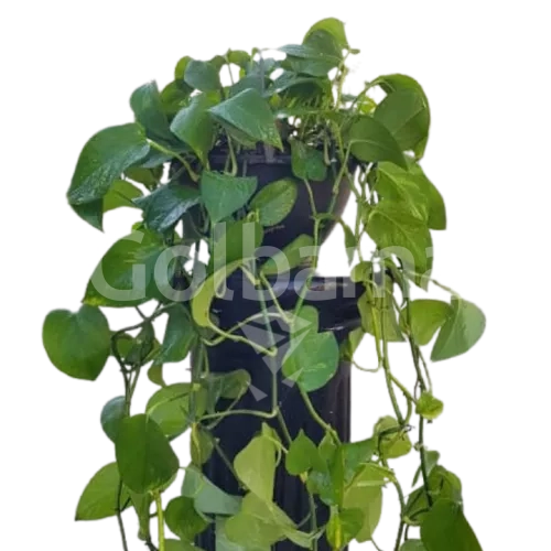 پتوس پیچک بلند